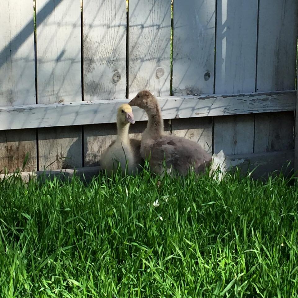 13164212_1874252852801621_6690009616704935999_n Two young goslings resting in lush green grass next to a wooden fence, enjoying a sunny day.