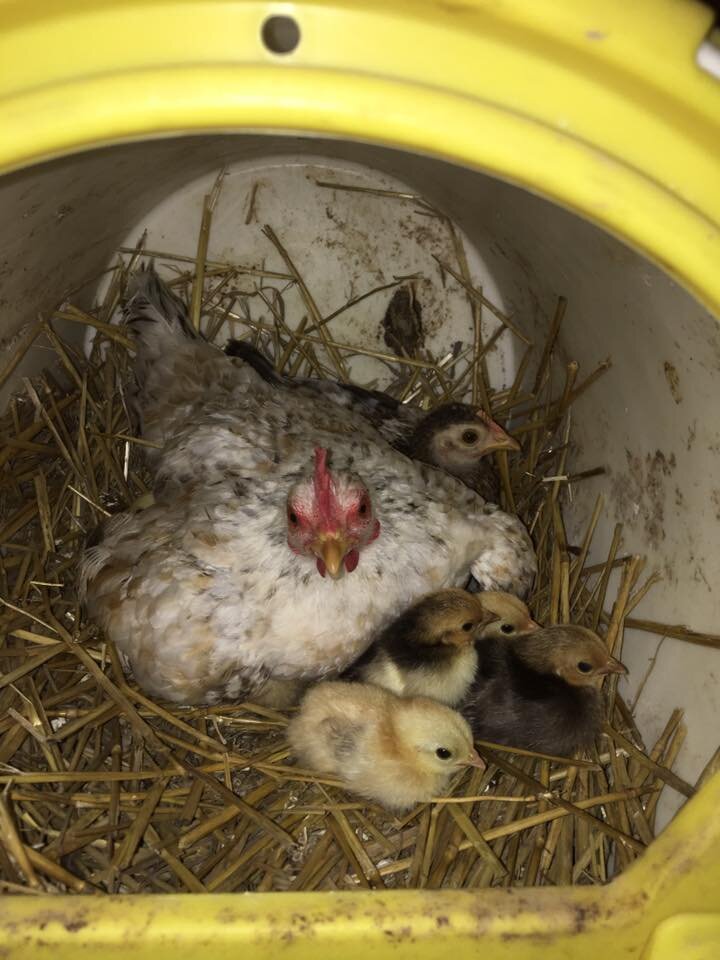 21687956_2147608948799342_4606747231827220819_n Hen sitting on a bed of straw with several fluffy chicks in a cozy nesting area, showcasing maternal care and nurturing behavior in poultry.
